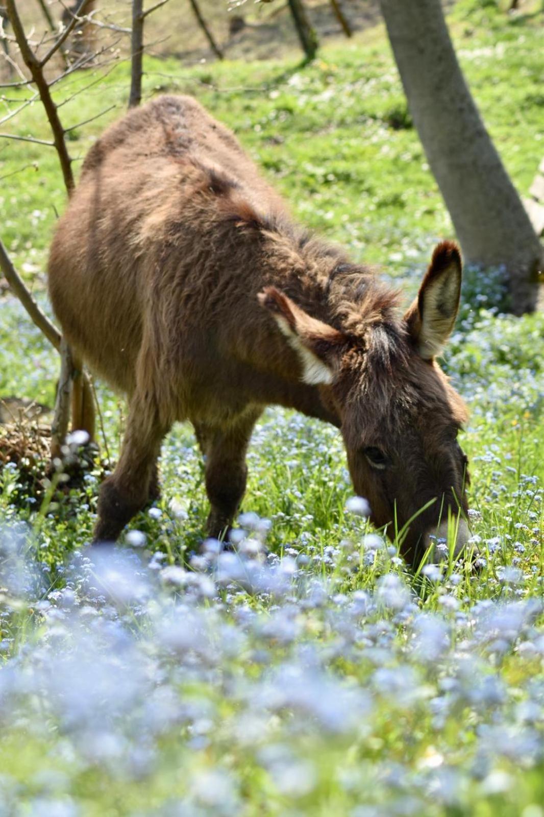 Agriturismo Le Noci Tarzo Esterno foto